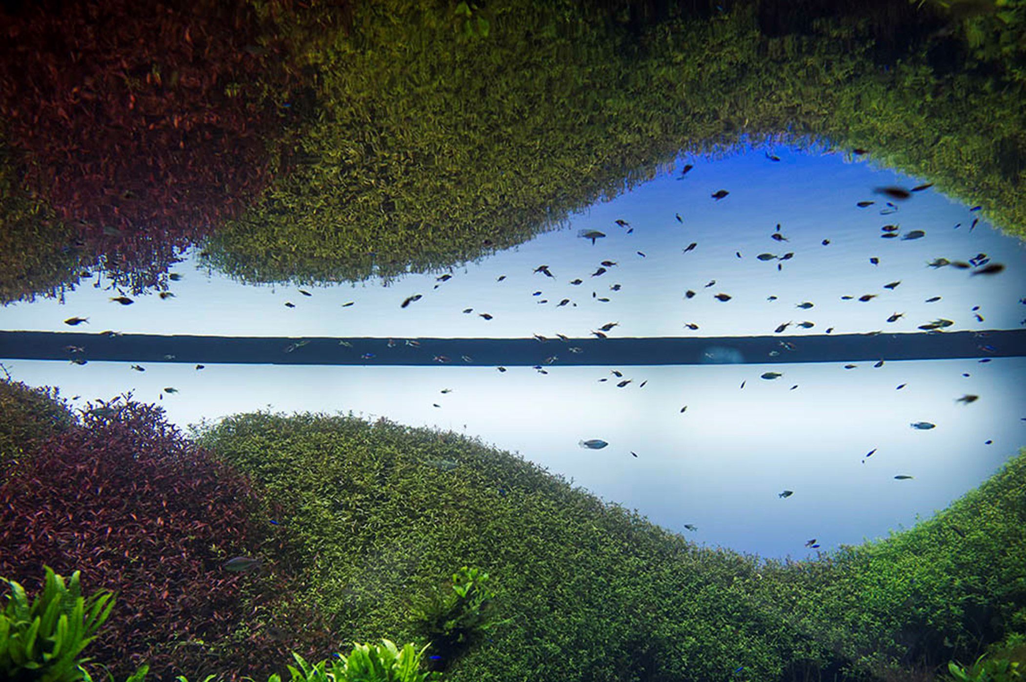 「天野 尚の水没の森」展。 ©Pedro Pina, Oceanário de Lisboa.