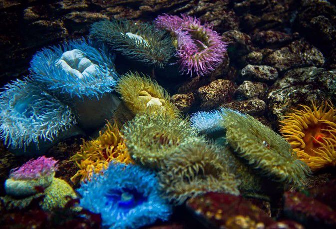 リスボンと大阪の水族館